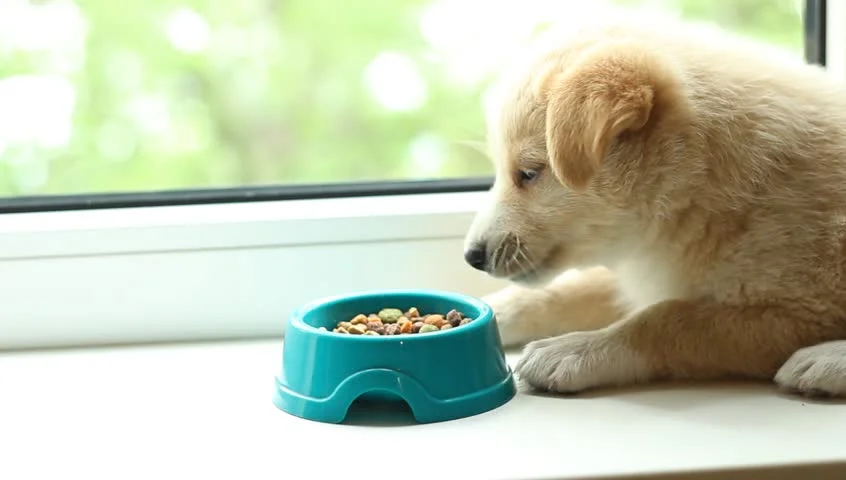 Dog Food
