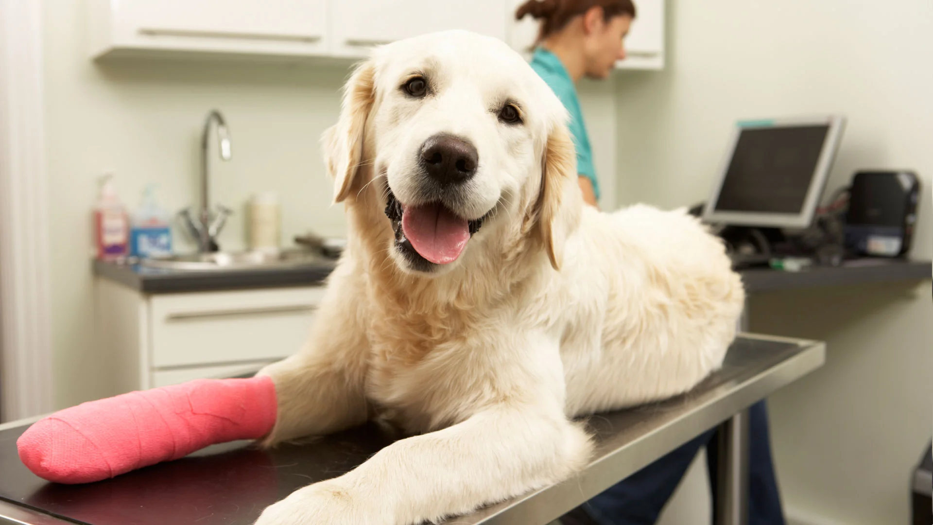 Dog Clinic