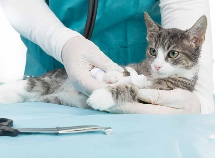 Cat Clinic