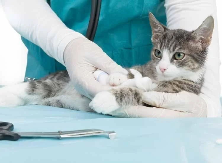 Cat Clinic